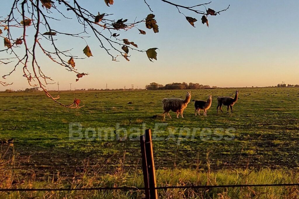 Llamas en Bombal