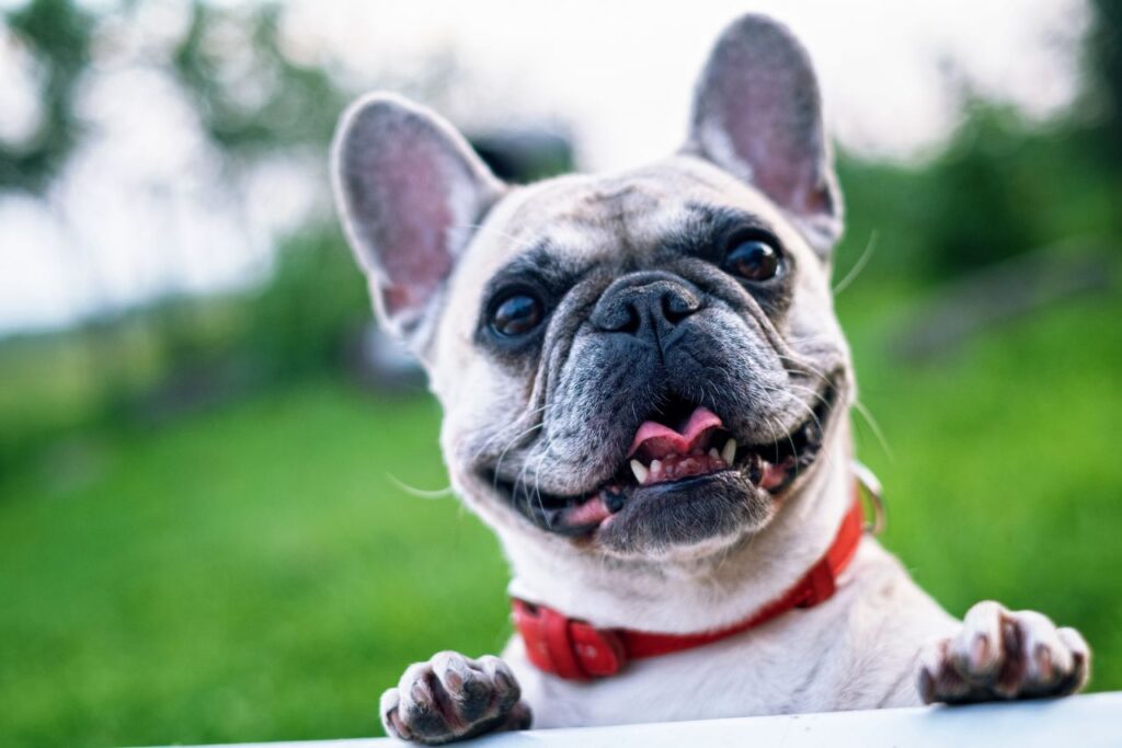 Un perro pone sus dos patas delanteras en el borde de una mesa: campaña de castración en Bombal. (Foto: Pixabay).