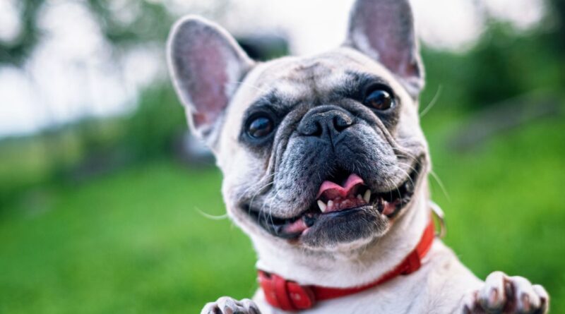 Un perro pone sus dos patas delanteras en el borde de una mesa: campaña de castración en Bombal. (Foto: Pixabay).