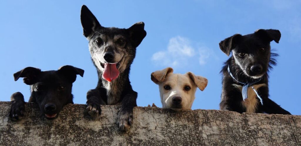 Campaña de castración. Perros asoman sobre una pared de cemento.