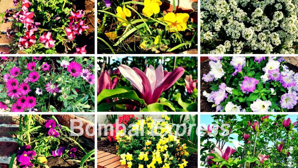 Feliz Primavera 2023, flores fotografiadas en Bombal.