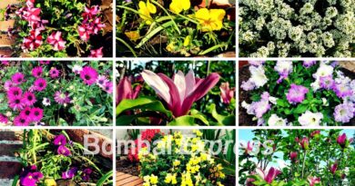 Feliz Primavera 2023, flores fotografiadas en Bombal.