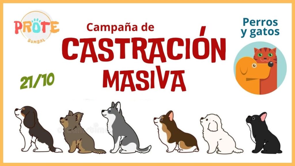 Campaña de castración masiva en Bombal, que se realizará el 24/10/23.