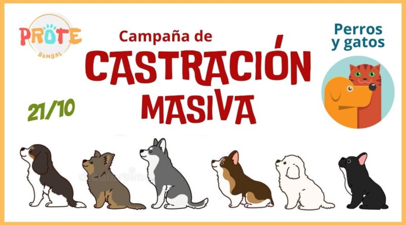 Campaña de castración masiva en Bombal, que se realizará el 24/10/23.