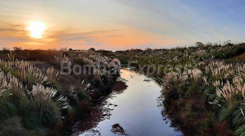 Paisaje de zona rural en Bombal, con un canal, pastos y el sol semi tapado por nubes.