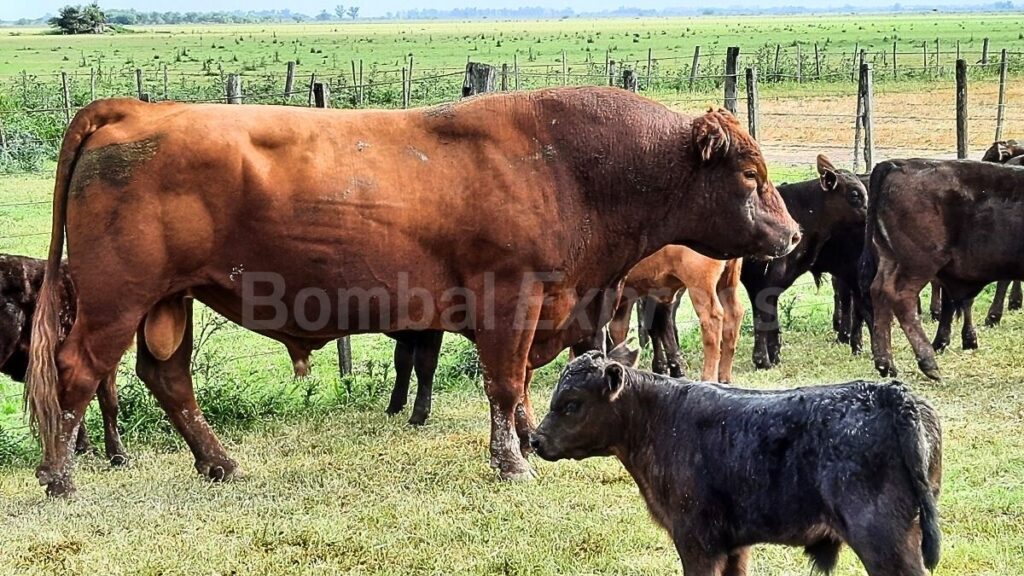 Un toro y terneros en un corral del campo bombalense.