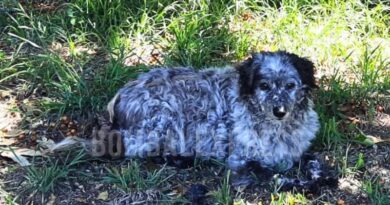 Chiquito, el perro que fue encontrado en un campo a más de 8 Km de su casa.