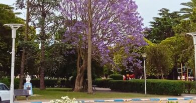 Un hermoso jacarandá en flor en la plaza de Bombal.