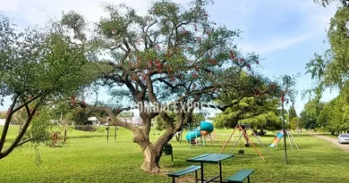 Ceibo en flor en el Parque de la Familia.