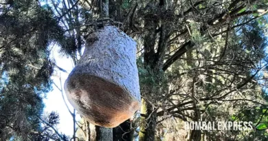 Un objeto que cuelga de un árbol, de color grisáceo y forma de lágrima.