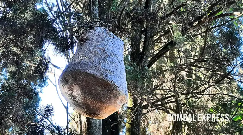 Un objeto que cuelga de un árbol, de color grisáceo y forma de lágrima.