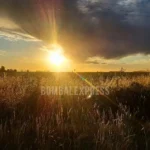 El sol brilla en la hierba, antes de morir la tarde en el campo.