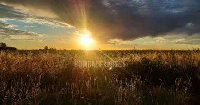 El sol brilla en la hierba, antes de morir la tarde en el campo.